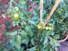 Tomatoes_2.jpg