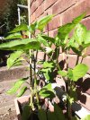 Peppers.jpg