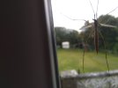spider.jpg