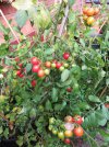 Tomatoes_4.jpg