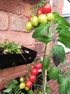Tomatoes_5.jpg