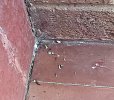droppings2.jpg