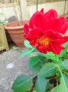 Red dahlia.jpg