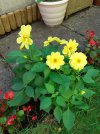 Yellow dahlia.jpg