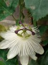 passion flower 2.jpg
