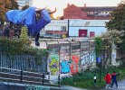 bull in ladywood.jpg