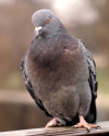 1665421390799.png