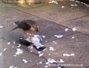 Sparrow_Hawk_on_Poor_Pidgeon.jpg