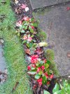 Begonia.jpg
