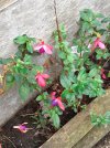 Fuschia.jpg