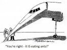 Concorde eating ants .jpg