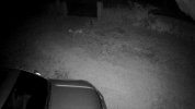 deer in garden.jpg
