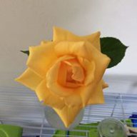 Lindajgardner