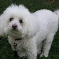 SNOOPY33