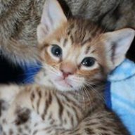 Noolacat