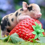 PIGLET392006