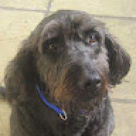 Molly the dog
