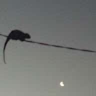PM lamp fan