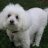 SNOOPY33