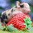 PIGLET392006