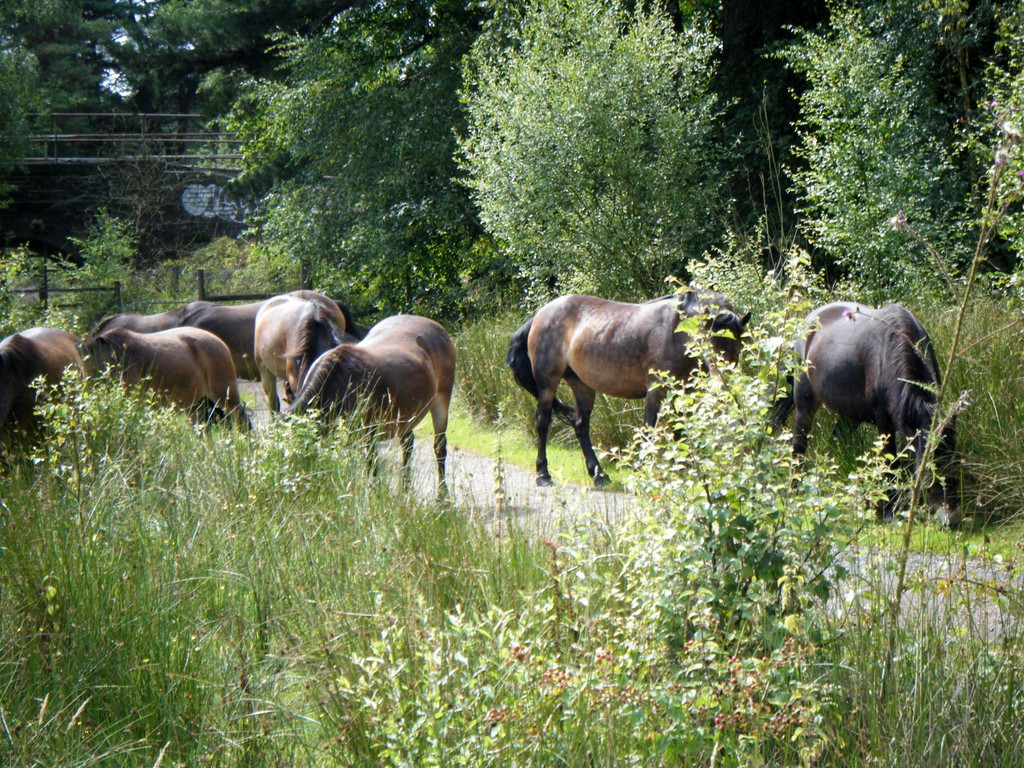 Exmoor_Ponys_in_Sutton_Park.jpg