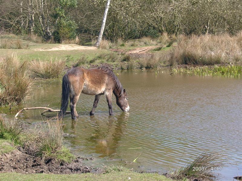 Sutton_Park_Pony.jpg