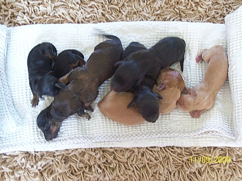 9_Newborn_Pups_2.jpg