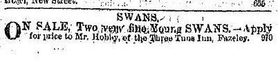 swans_for_sale.jpg