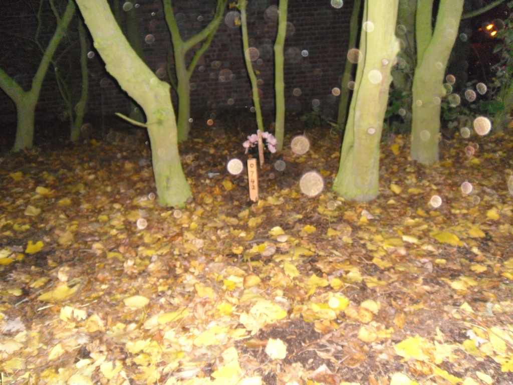 WL_O742_grave.JPG